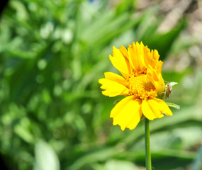 beetle on yellow flower closeup