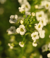 white flower alyssum closeup