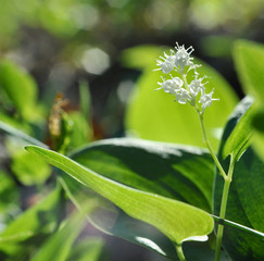 white forest flower closeup