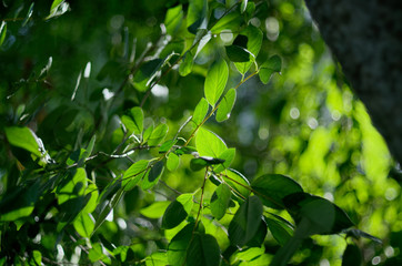 leaves