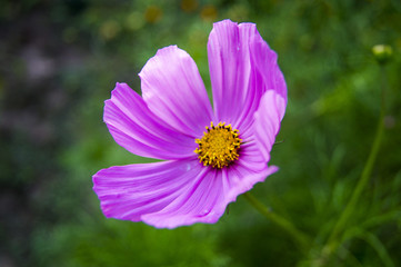 Obraz premium beautiful violet flower on a green background