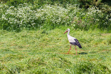 Stork searching food in mowed grass