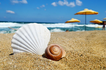 Seashells on Sand .Summer Holiday