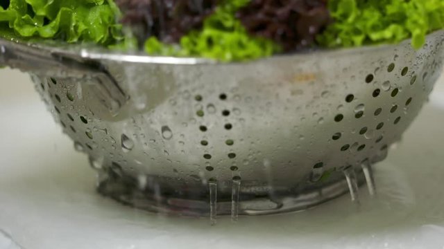 Washing curly red and green leaf lettuce in colander under running water. Rinsing vegetable greens before cooking salad.