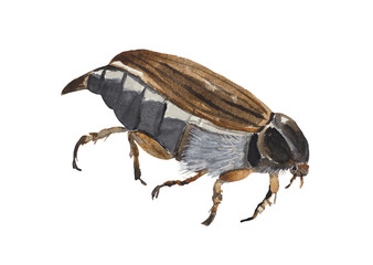 Melolontha or maybug - watercolor painting of a beetle. Often found in spring in Europe.
