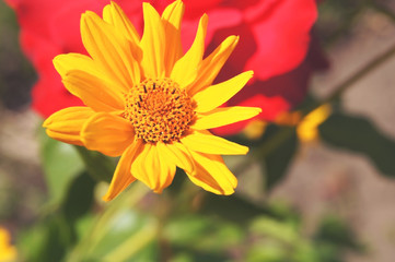beautiful summer sunny yellow flower
