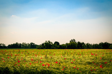 Spring in the fields of Italy