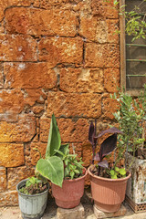 Plants in pots against orange wall