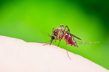Yellow Fever, Malaria or Zika Virus Infected Mosquito Insect Macro on Green Background