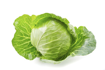 キャベツ　Cabbage