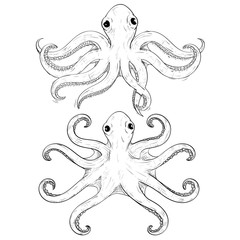 Octopus. Hand drawn sketch