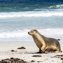 Cute funny Australian Sea Lion (Neophoca cinerea) on Kangaroo Island coastline, South Australia , Seal bay
