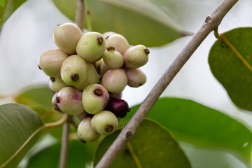 Nature organic Jambolan plum green fruits on tree