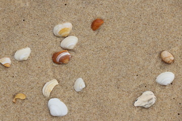 Fototapeta na wymiar Coquillage sur la plage
