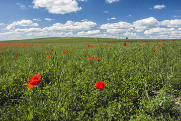 Poppy meadow and blue sky