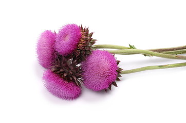 Burdock flowers isolated on white background