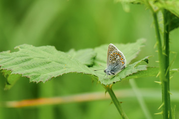 Hauhechel-Bläuling (Polyommatus icarus) auf Brombeerblatt