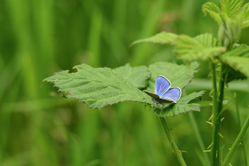 Hauhechel-Bläuling (Polyommatus icarus) auf Brombeerblatt