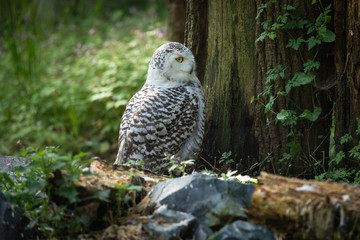 Snowy Owl Bird