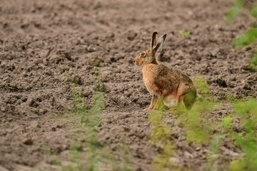 Feldhase (Lepus europaeus)