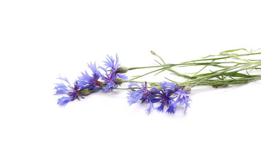 Blue field flowers isolated on white background