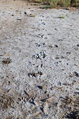raccoon prints in salty marsh wetlands