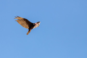turkey vulture circling overhead
