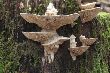 Oak mazegill fungus Daedalea quercina,  wild mushroom from Finland