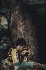Piece of log wood in the forest. Shades of brown and dark colors.