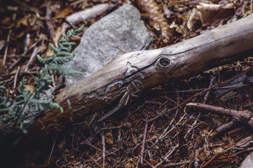 Stick with hollowed cuts through woodworms. A beautiful natural pattern in wood.