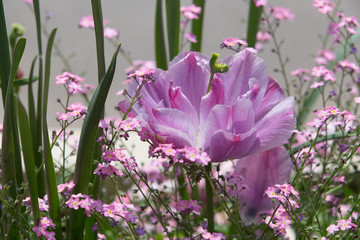 Pink Tulip Normandy