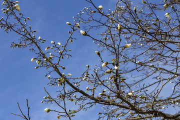 branches of a magnolia against a blue sky in the spring in a park