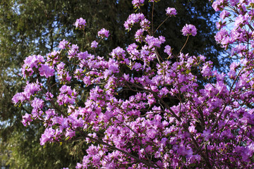 Obraz premium blooming bush of purple rhododendron blooms in the spring in the park
