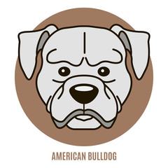 Portrait of American Bulldog. Vector illustration