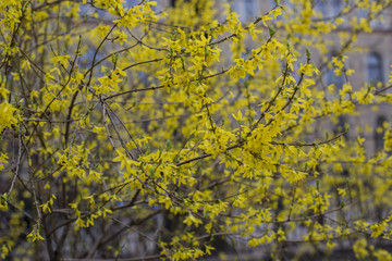 yellow forsythia blooms in the park in the spring