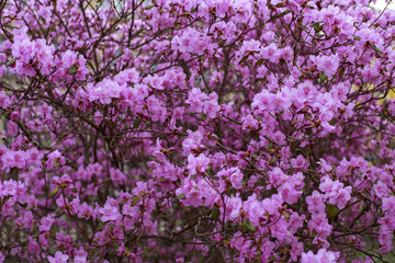 blooming bush of purple rhododendron blooms in the spring in the park