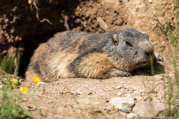 Marmot Animal