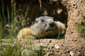 Obraz premium Marmot Animal