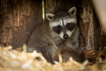 Obraz premium Baby Racoon Animal