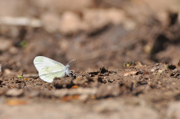 The Wood White butterfly, Leptidea sinapis. Small white butterfly on ground