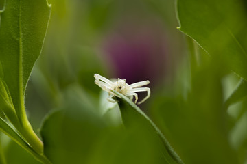 Crab spider hunting for insects.