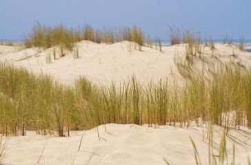Dünenlandschaft mit Strandhafer