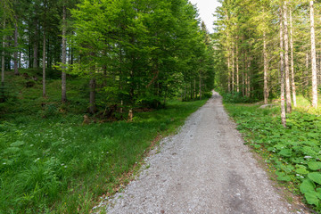 Fototapeta na wymiar Wanderweg im Wald