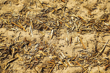Summer. Sandy beach. Sea dried up broken cane on the sand. Blue sky, clouds. Rest. Vacation. Swimming sunbathing.