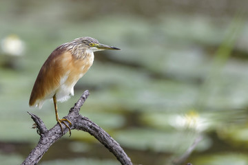 Fototapeta premium Squacco Heron in Lake Panic in the Kruger National Park in South Africa
