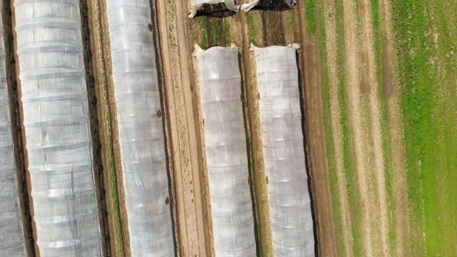 Aerial: bird's eye top down view of greenhouse in a row and vegetable cultivated fields, industrial agriculture 