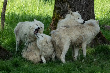 Obraz premium Artic Wolf Animak