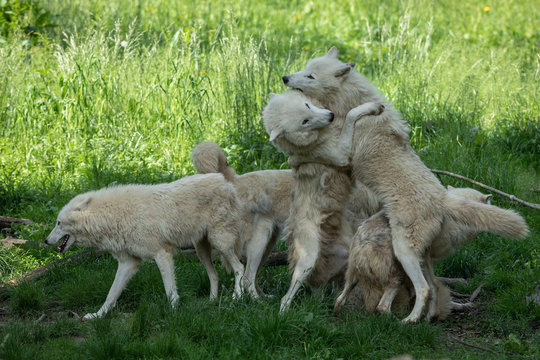 Artic Wolf Animak