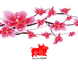 Sakura flowers background. Cherry blossom isolated white background. Chinese new year