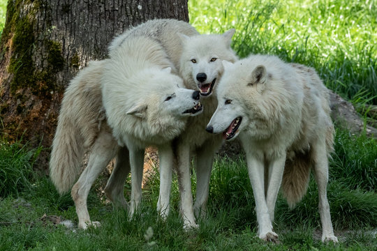 Artic Wolf Animak